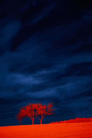一棵孤獨的紅樹在橙色田野上，以深藍色暴風雨天空為背景形成剪影。 — 丘陵景觀 壁紙