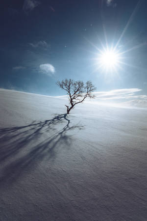 一棵無葉的樹立在深雪中，明亮的太陽投下長長的影子。