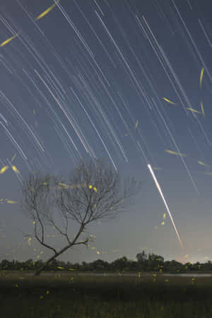 夜晚田野中的一棵裸樹，螢火蟲和流星劃過星軌天空。 — 螢火蟲之墓 壁紙