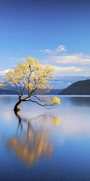 金色樹木倒映在平靜的水中，背景有山。 — 藍天 壁紙