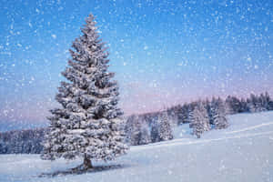 雪松在寧靜的冬季森林中，雪花飄落，暮色天空。 — 冬季風景 壁紙