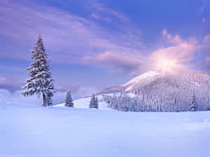 雪地山景，松樹與燦爛的日出。 — 冬季風景 壁紙