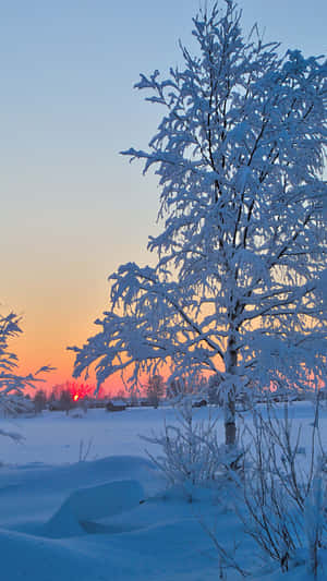 冬季日出時被雪覆蓋的樹，橙色和藍色的天空 — 1440x2560 壁紙