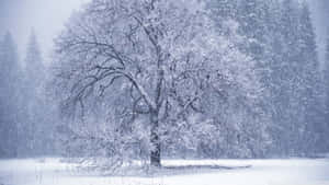 冬季森林中一棵被雪覆蓋的樹，在暴風雪中。 — 冬季美學 壁紙