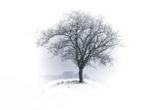 一棵孤獨的無葉樹木被雪覆蓋，在冬季霧中的雪丘上。 — 冬季風景 壁紙