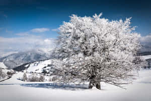 在藍天下，冬季山谷中一棵掛滿雪的樹。 — 冬季風景 壁紙