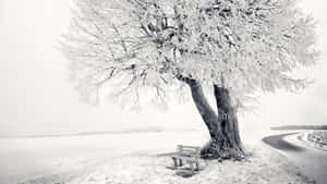 霜樹與長椅在雪路旁，寧靜冬季景觀 — 雪景 GIF 壁紙