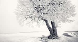 雪地冬季景觀中，彎曲道路旁的霜凍樹木和長椅。 — 冬季風景 壁紙