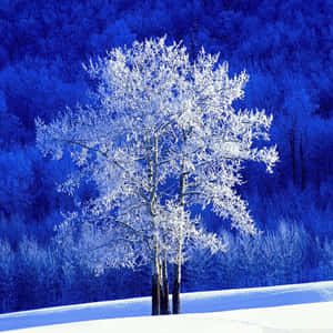 藍天下雪地冬日森林中的霜樹 — 冬季風景 壁紙