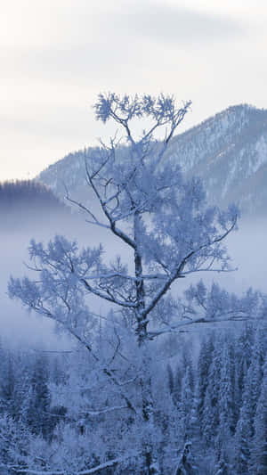 霧氣瀰漫的雪山森林中的霜樹 — 冬季風景 壁紙