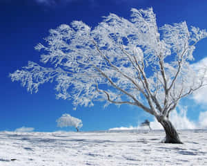 明亮藍天下雪地上的霜樹 — 冬季風景 壁紙