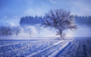 雪地裡有霜覆樹木和輪胎痕跡，在朦朧的藍天下。 — 冬季風景 壁紙
