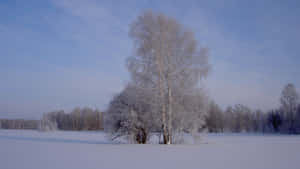 雪地上的霜覆白樺樹，藍天 — 冬季風景 壁紙