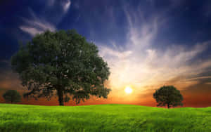 日落時分，草地上的一棵孤樹，天空色彩鮮豔。 — 夕陽天空 壁紙