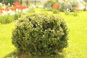 陽光花園中的圓形綠色灌木，後面有色彩繽紛的花朵。 — 花園 壁紙