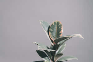 雜色橡膠植物，綠色和奶油色葉子，灰色背景 — 平靜 GIF 壁紙