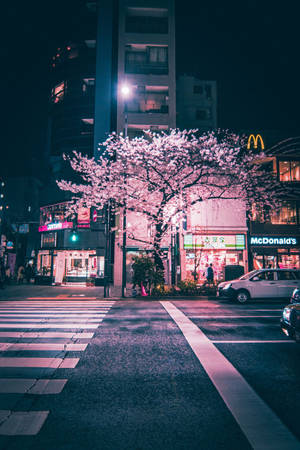 櫻花樹在東京夜晚的城市燈光下閃耀粉紅色。 — 城市 壁紙