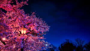 在深藍色夜空下，燈籠照亮櫻花。 — 7680x4320 壁紙