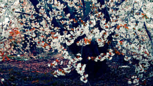 森林中帶有白色花朵和秋葉的櫻花樹。 — Tumblr 花朵 壁紙
