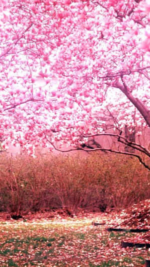 花園中盛開的粉紅色木蘭樹與落花。 — 樹木 壁紙