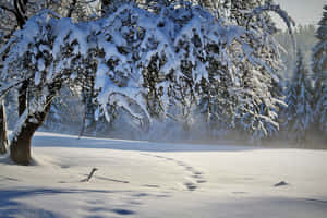 在明亮的陽光下，新雪中帶有腳印的積雪覆蓋的樹木。 — 冬季風景 壁紙