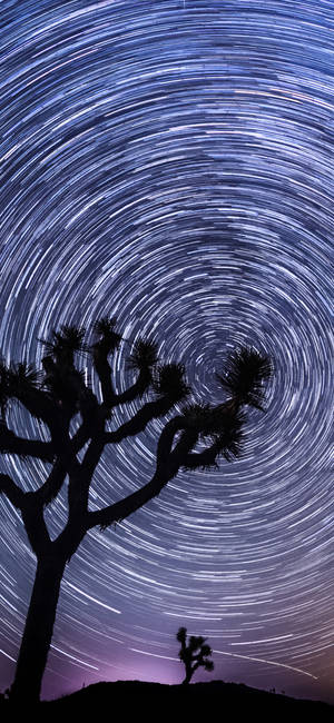 沙漠夜空中，約書亞樹剪影在旋轉星軌下。 — iPhone 15 Pro Max 壁紙