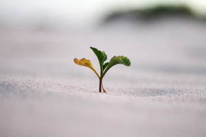 一棵小植物穿過沙子生長，帶有綠色和黃色的葉子。 — 自然 壁紙