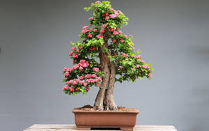 一棵開花的盆景樹在陶盆中，放在木桌上。 — 樹木 壁紙