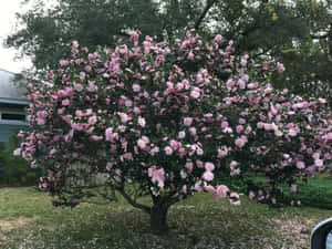 一棵開滿粉紅色花朵的山茶樹，位於住宅花園中。 — 蓮花 GIF 壁紙