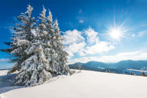 陽光普照的藍天下，山脊上的雪松 — 酷寒冬季 壁紙