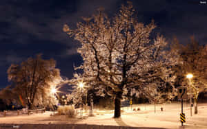 夜晚，雪覆蓋的城市公園中，結霜的樹木被街燈照亮。 — 冬季房屋 壁紙