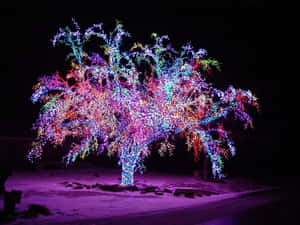 一棵在雪地庭院中夜晚用彩色燈光裝飾的樹。 — 聖誕美學 壁紙