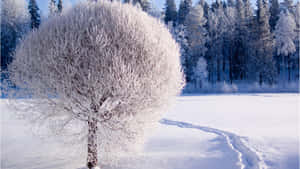雪地中的霜樹，腳印引向它。 — 冬季風景 壁紙