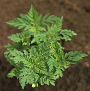 一棵在土壤中生長的帶有羽毛狀葉子的年輕綠色植物。 — 花園 壁紙