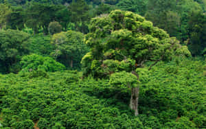 古樹聳立在鬱鬱蔥蔥的綠色茶園之上。 — 紫色夜空 壁紙