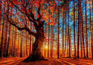 秋日森林夕陽下紅葉古樹 — 樹木 壁紙