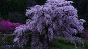 一棵垂枝櫻花樹在夜晚被紫色花朵覆蓋，背景是森林。 — 春天 壁紙
