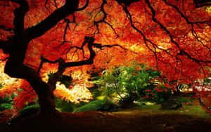 充滿活力的紅楓樹冠框住了黃金時刻寧靜的花園池塘。 — 花園 壁紙