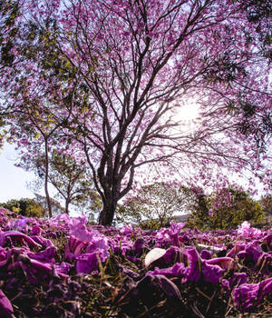 一棵紫色開花樹，陽光穿過樹枝，花瓣覆蓋地面。 — Galaxy Z Fold 壁紙