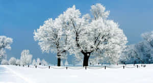 冬季風景中的雪樹，背景有人行走。 — 酷寒冬季 壁紙