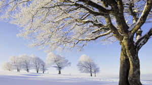 積雪的樹枝在雪地上映襯著晴朗的冬日藍天。 — 冬季風景 壁紙