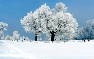 晴朗藍天下冬季公園中的雪覆蓋樹木。 — 冬季美學 壁紙