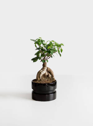 一個黑色花盆中的盆栽樹，根部可見，放在白色表面上。 — 植物美學 壁紙