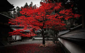 傳統日本寺廟庭院中的一棵鮮紅楓樹與落葉。 — 日本 壁紙