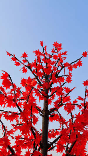 一棵紅楓樹，長著星形葉子，襯著藍天。 — 樹木 壁紙