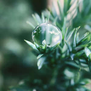 松針上清澈的露珠反射天空和樹葉 — 最佳 壁紙