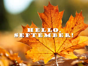 一片明亮的橙色楓葉，帶有 hello september 文字在陽光下。 — 九月 壁紙