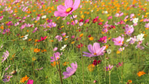 色彩繽紛的波斯菊花田在陽光下搖曳。 — 春天花朵 壁紙