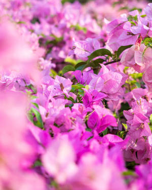 盛開的粉紅色九重葛（Bougainvillea）花朵，在明亮的日光下襯托著綠葉。 — 花朵 壁紙