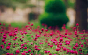 花園中的粉紅色千日紅花田，背景模糊綠色。 — 春天花朵 壁紙